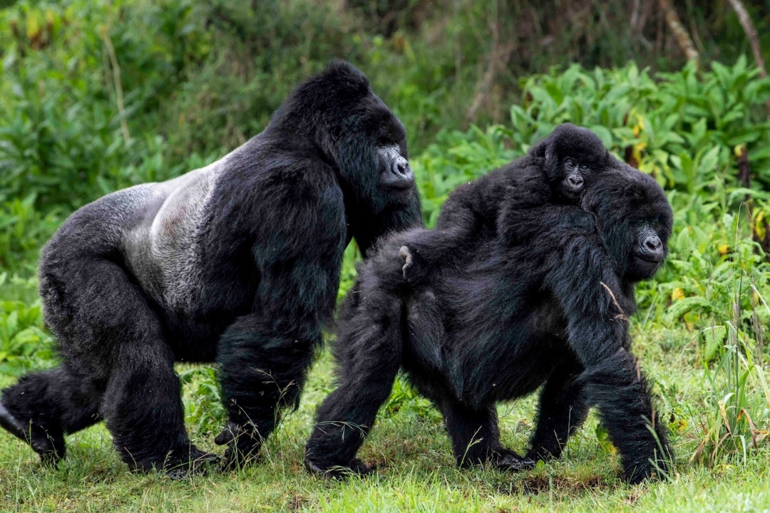 6 Days Kenya and Uganda Luxury Air Safari 3