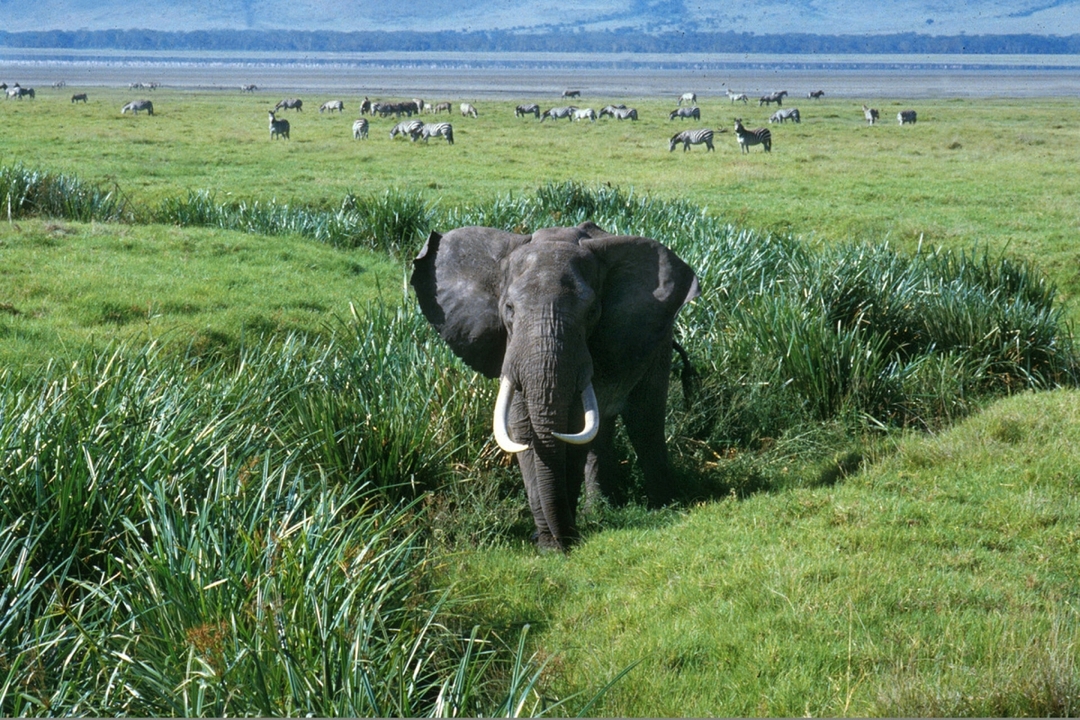 Ngorongoro Crater From Karatu  1
