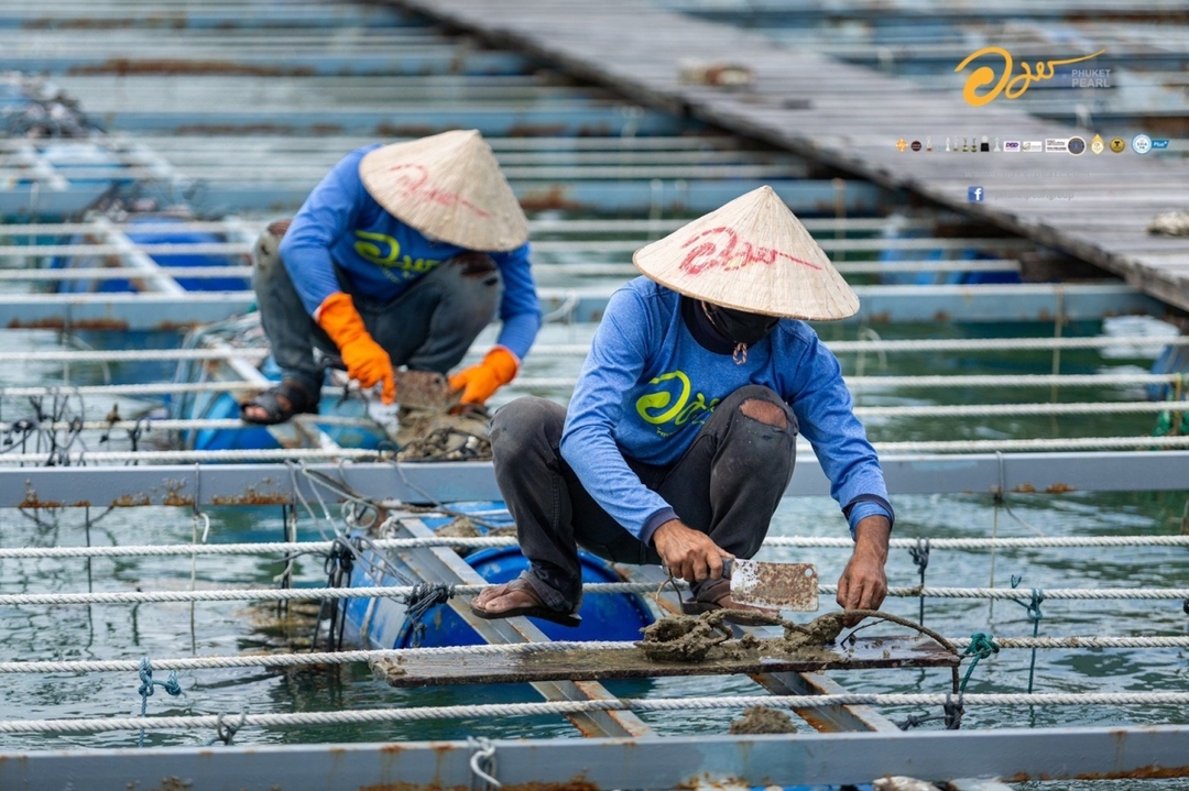 Phuket City tour & Pearl Farm (Private) 4
