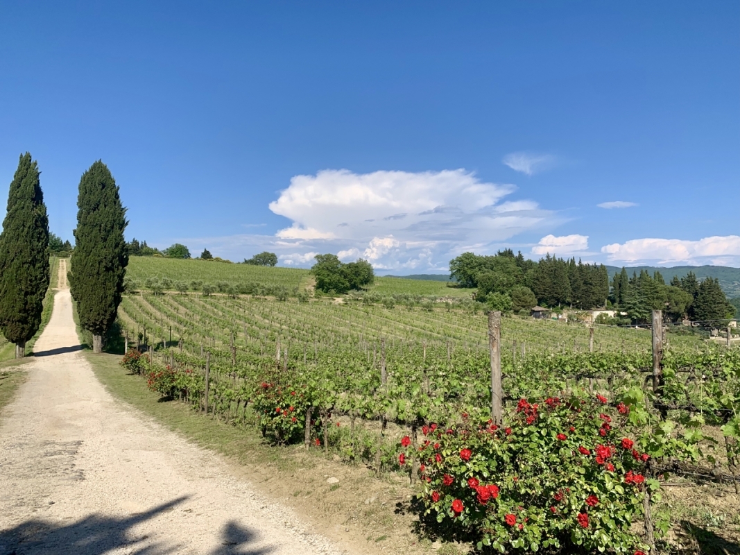 Chianti Wine Experience: Wine Tasting and Cellar Tour in the Heart of Tuscany from Florence 3