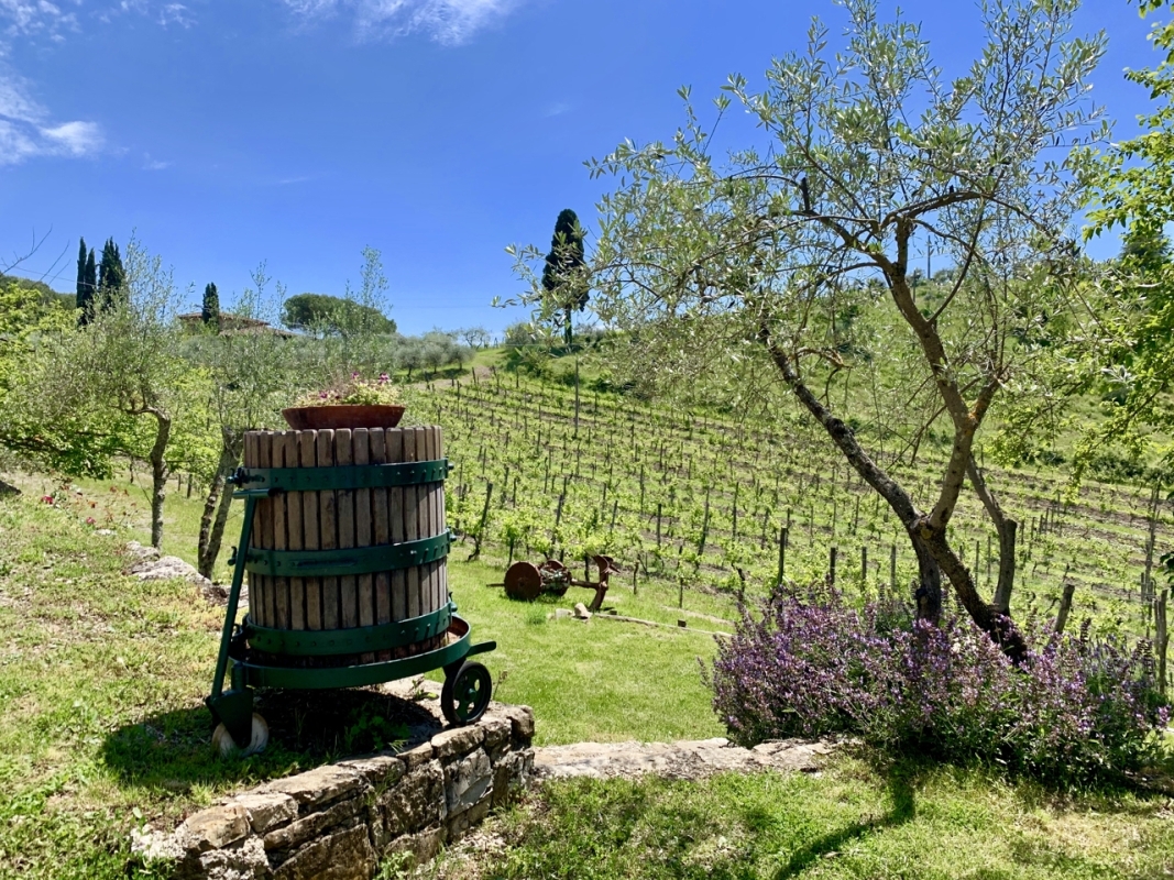 Chianti Wine Experience: Wine Tasting and Cellar Tour in the Heart of Tuscany from Florence 6