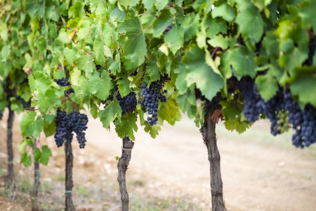 Chianti Wine Experience: Wine Tasting and Cellar Tour in the Heart of Tuscany from Florence 8