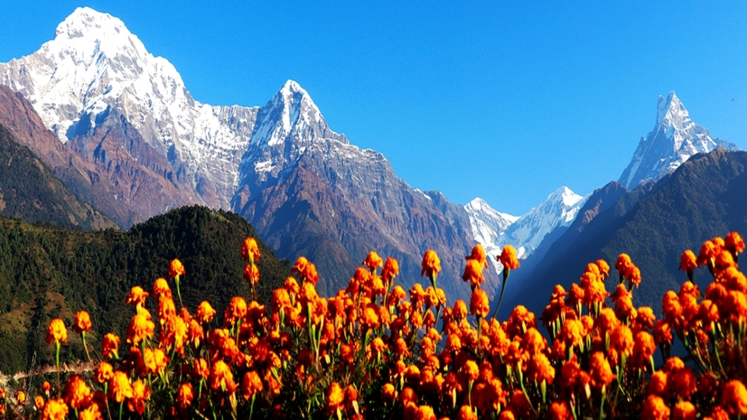Poon Hill Trek – Scenic Annapurna Sunrise Trek in Nepal 8