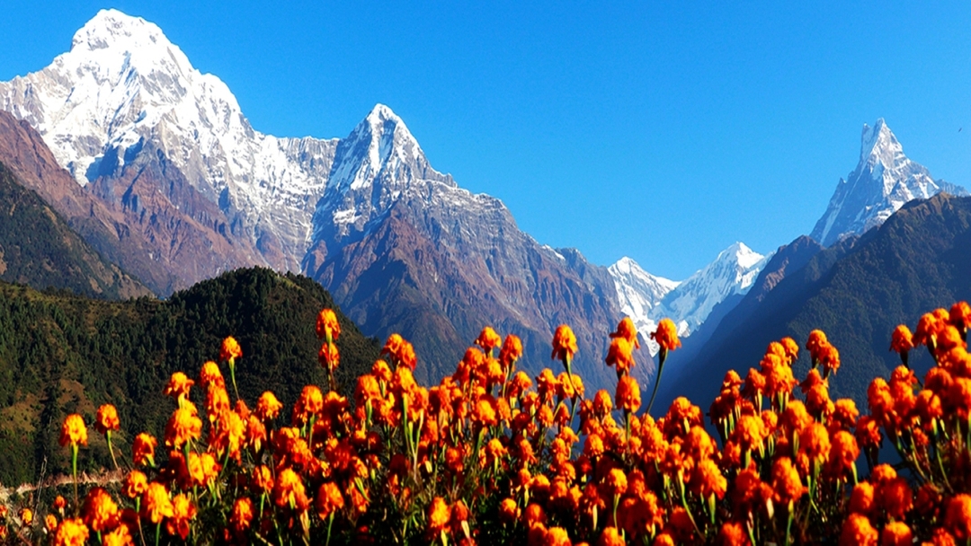 Poon Hill Trek – Scenic Annapurna Sunrise Trek in Nepal 10