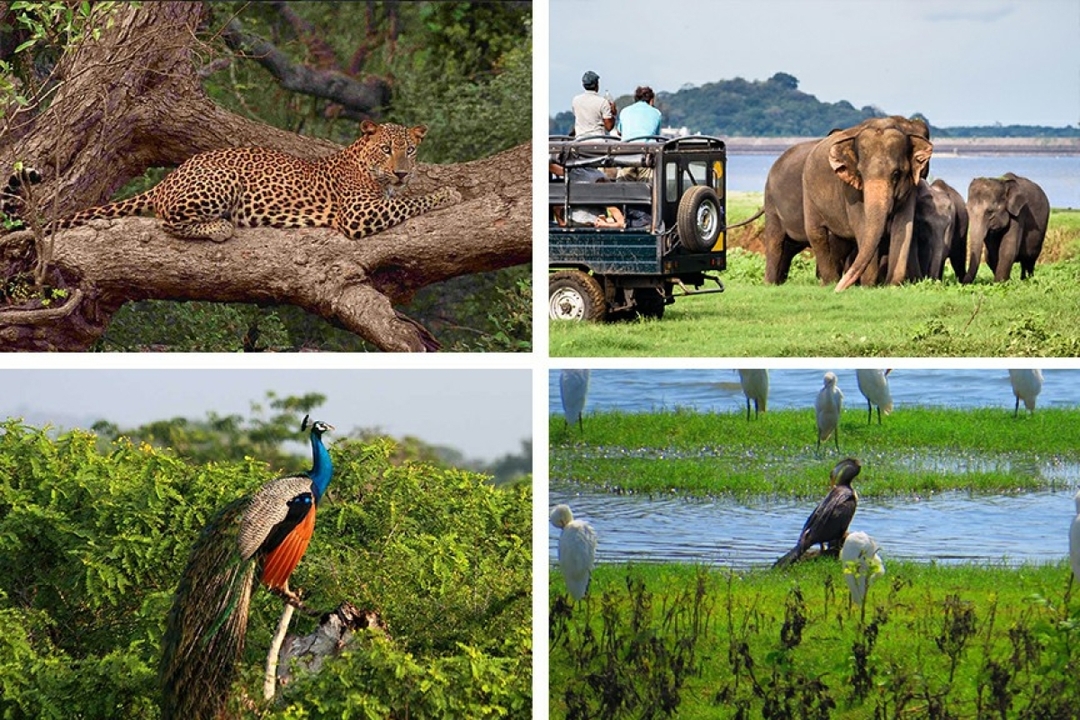 Unforgettable Sri Lanka: Adventure and Peace Combined 3