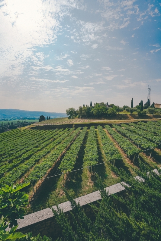 Valpolicella and Amarone Wine Tour from Verona 2