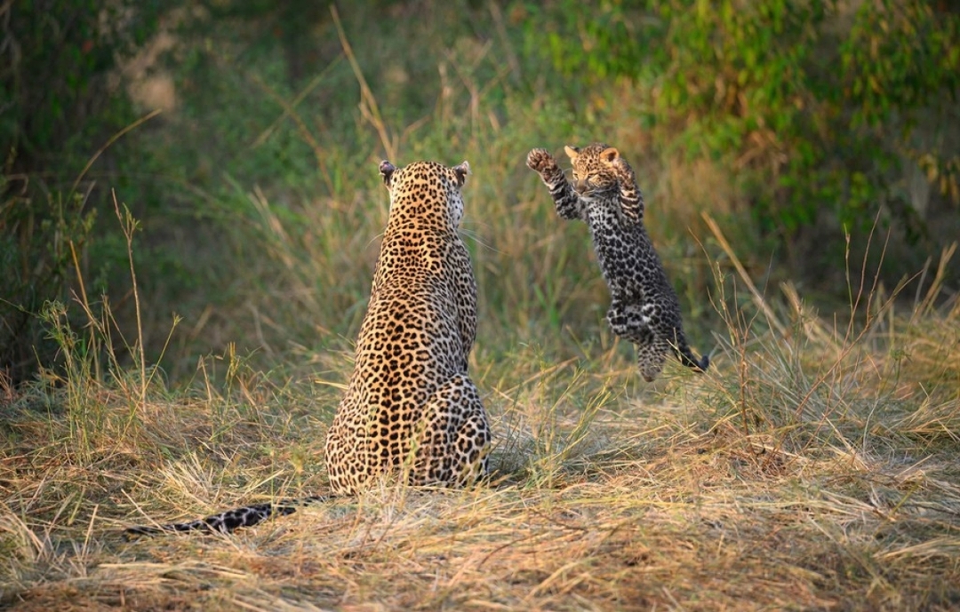 Kenya Big Five Safari 1