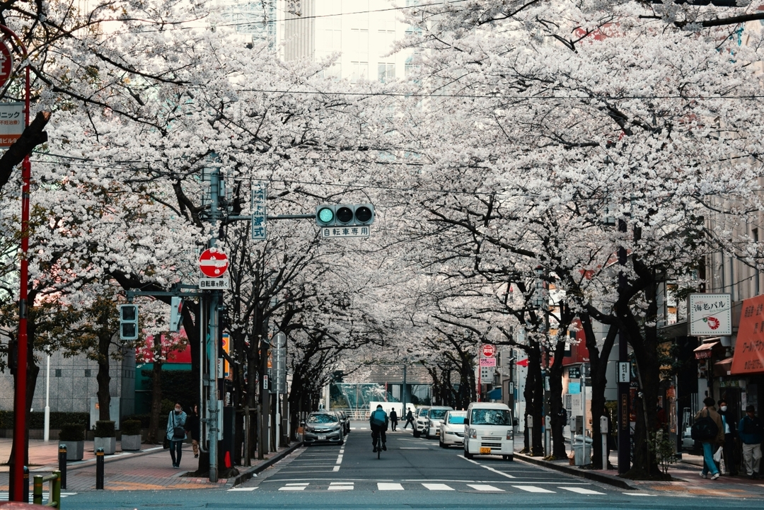 Japan Tour 5