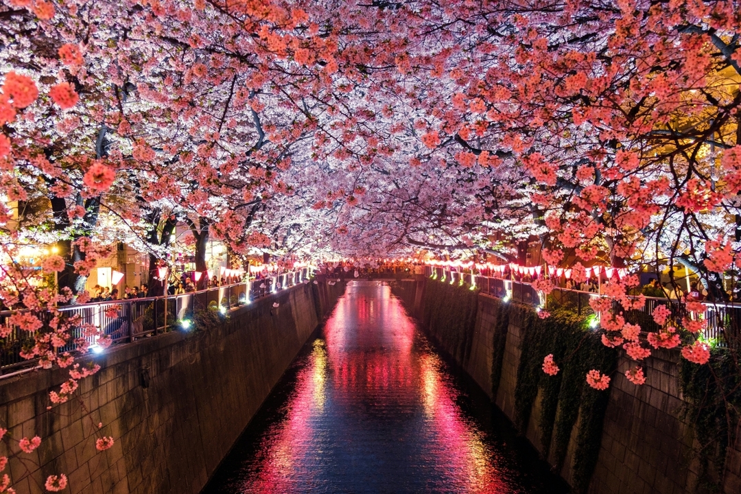 Japan Tour 7