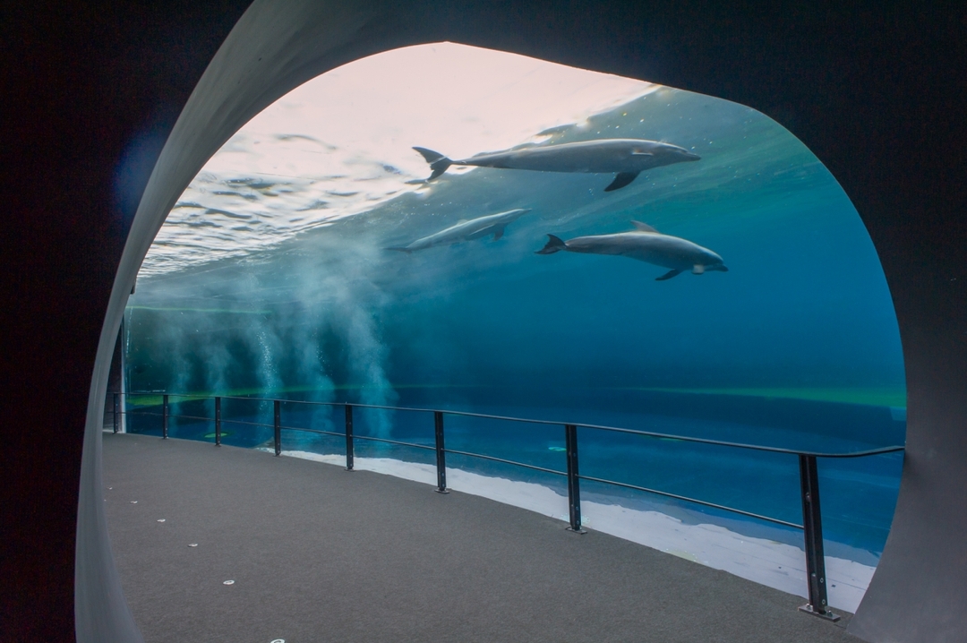 Aquarium of Genoa and Fantacinema 1