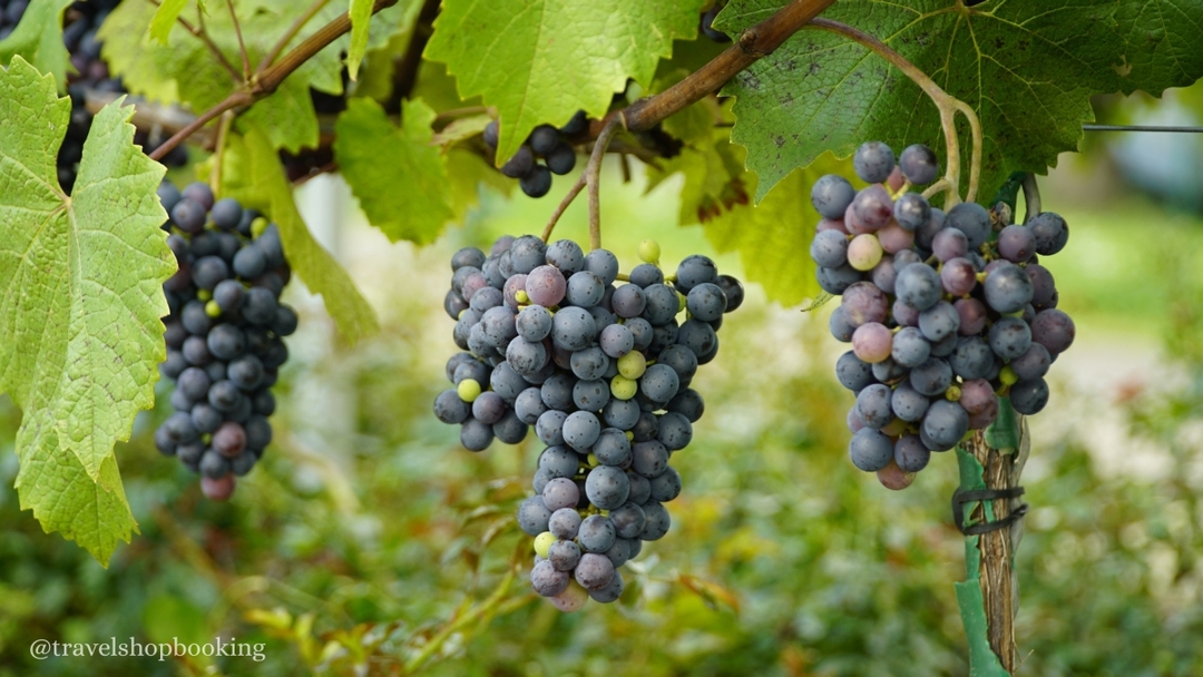 Shida Kartli Wine Tour from Tbilisi – Chateau Mukhrani, Kolkhis Ezo & Sevsamora Winery 7