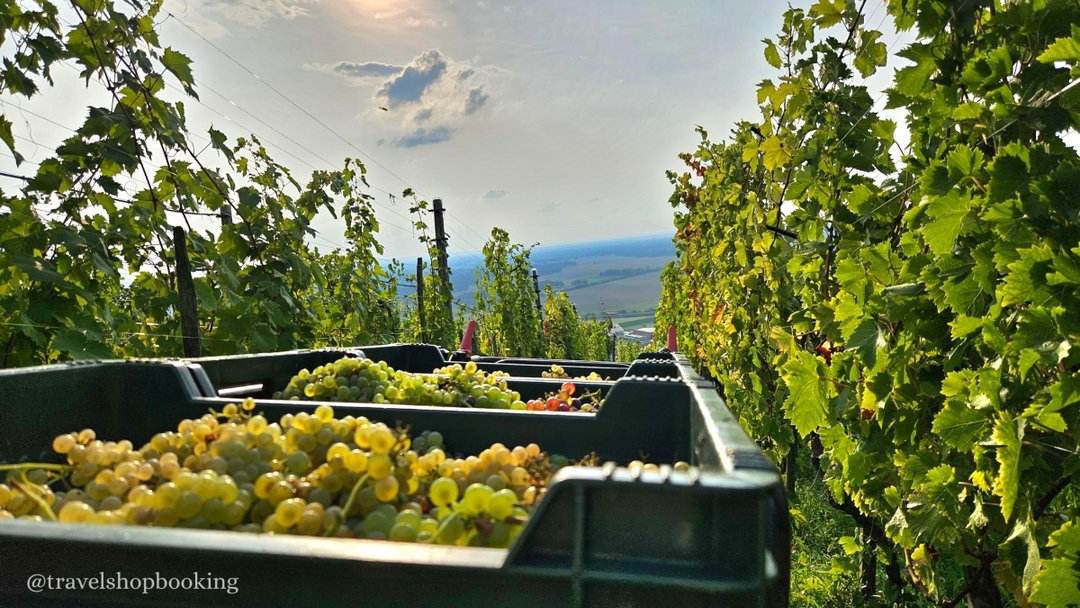 Shida Kartli Wine Tour from Tbilisi – Chateau Mukhrani, Kolkhis Ezo & Sevsamora Winery 10
