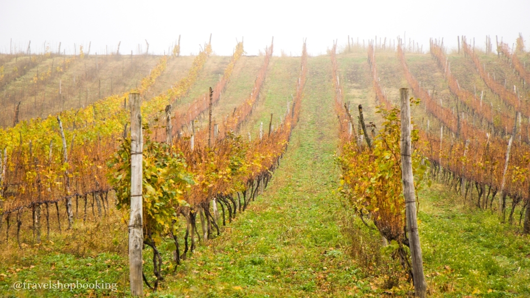Kakheti Wine Tour from Tbilisi – Tsinandali Estate, Shumi Winery & Qvevri Wines 5