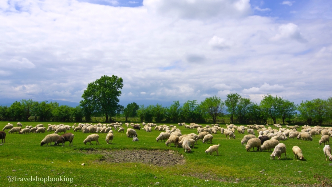 Kakheti Wine Tour from Tbilisi – Tsinandali Estate, Shumi Winery & Qvevri Wines 7