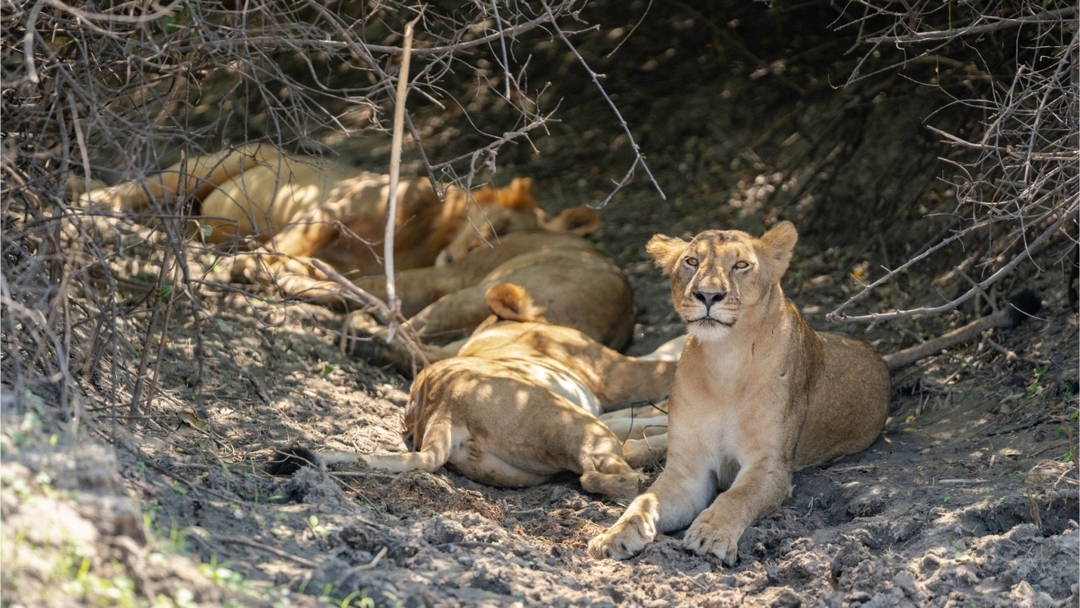 Unforgettable Mikumi day safari from Zanzibar 2