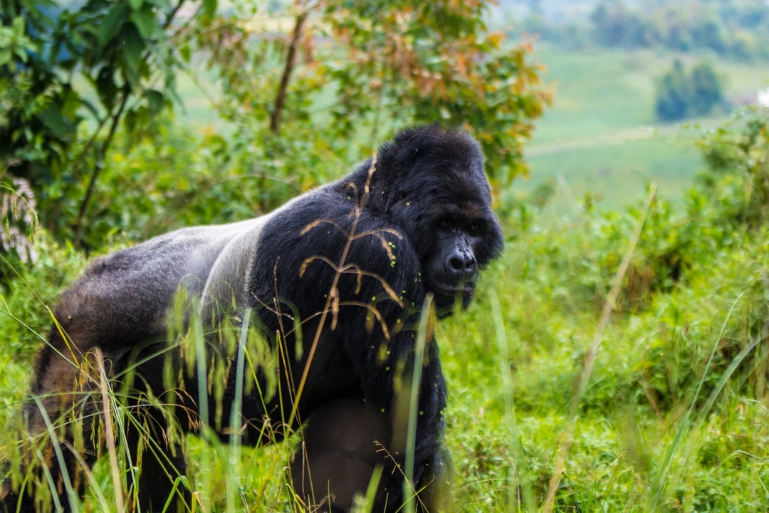 5-Day Uganda Safari Lake Mburo & Bwindi 2