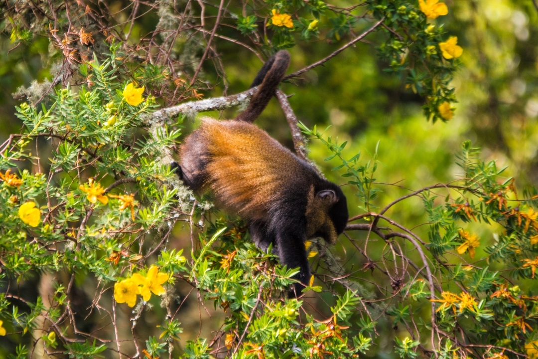Uganda's Ultimate Primate Safari 2