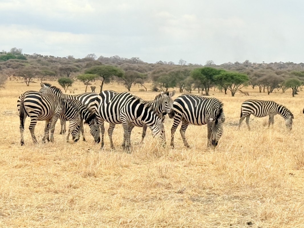 The perfect 2 Days Safari Selous G.R/Nyerere National Park 3