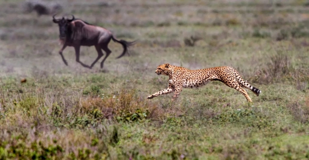 4 Days Tanzania Classic Safari 10