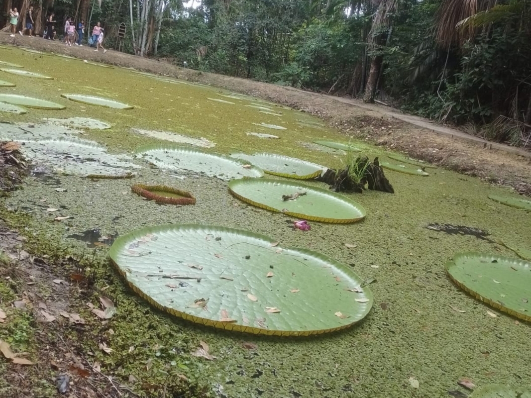 Tour no MUSA – Museu da Amazônia em Manaus 6