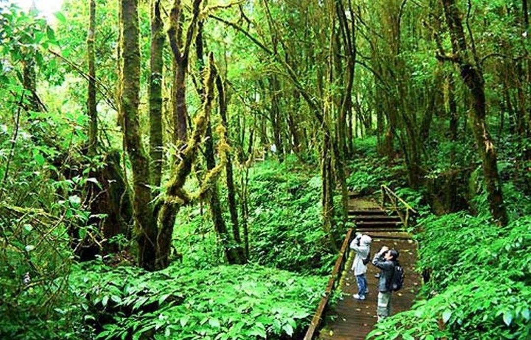 CHIANG MAI: One day Doi Inthanon - Trekking at Pha Dok Siew Nature Trail & Waterfall with Lunch 9