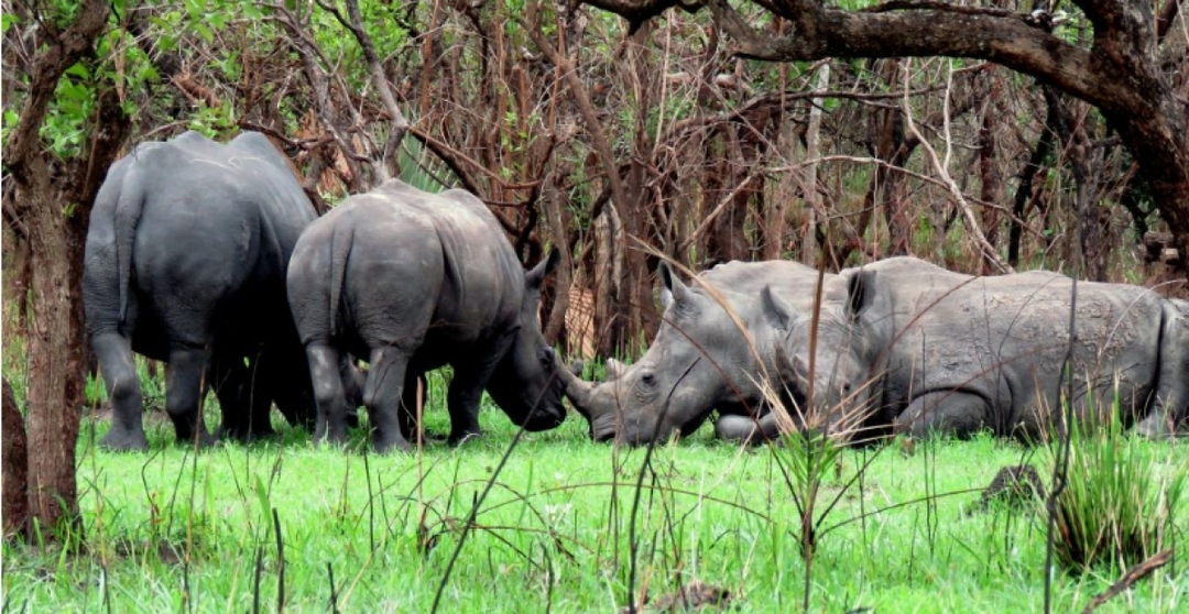 Murchison Falls & Ziwa Rhino Safari – 2 Nights / 3 Days 2