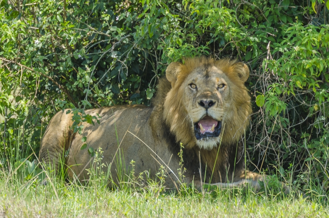 4 Days Safari  Lake Mburo and Queen Elizabeth National Parks 1