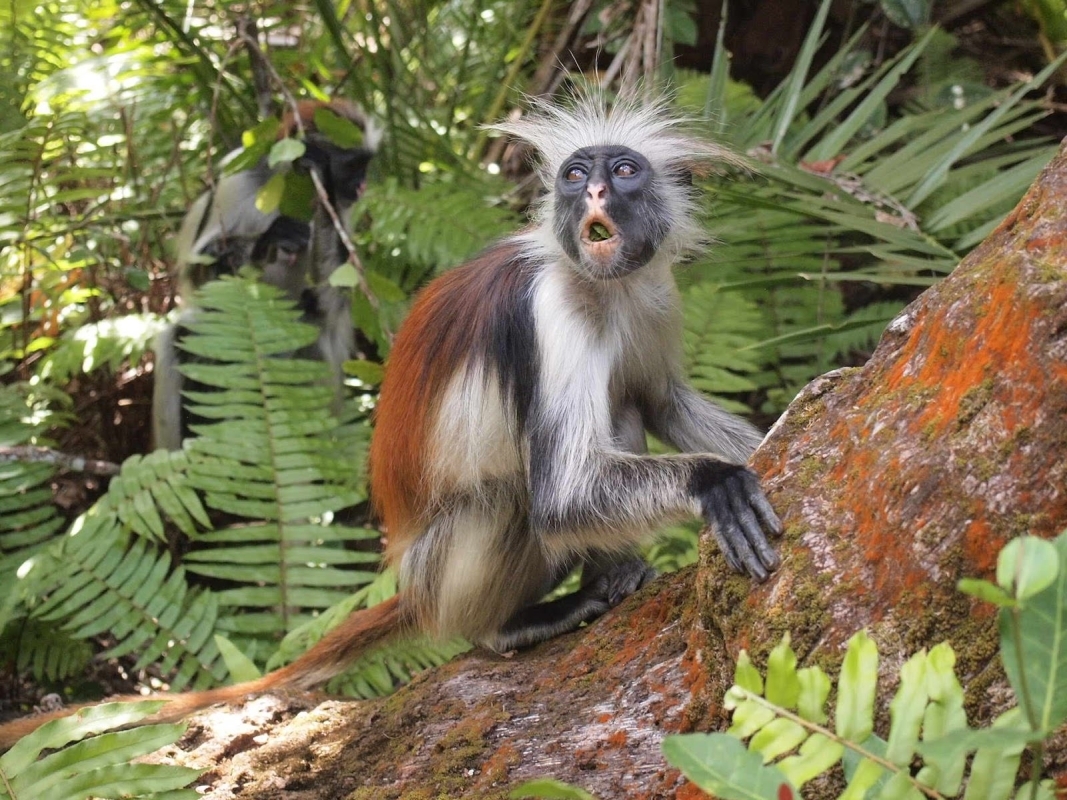Jozani Forest Tour (Red Colobus Monkeys) 2