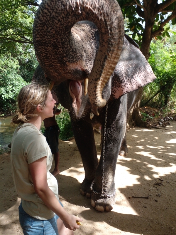 ? Elephants of Sri Lanka 4