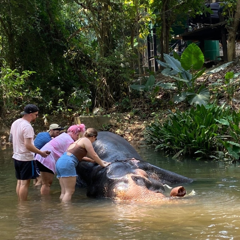 ? Elephants of Sri Lanka 9