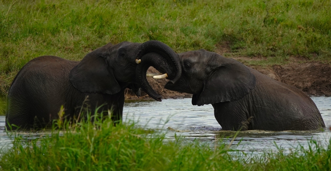 Wildebeest River Crossing Safari 2