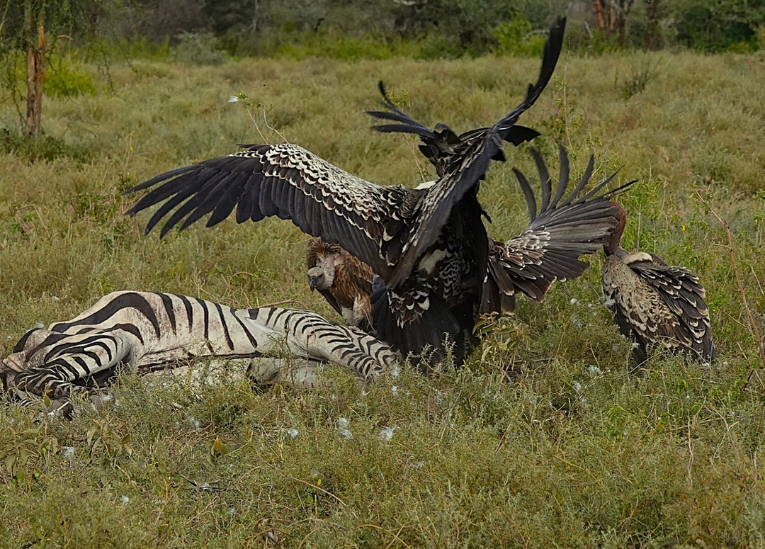 Wildebeest River Crossing Safari 4