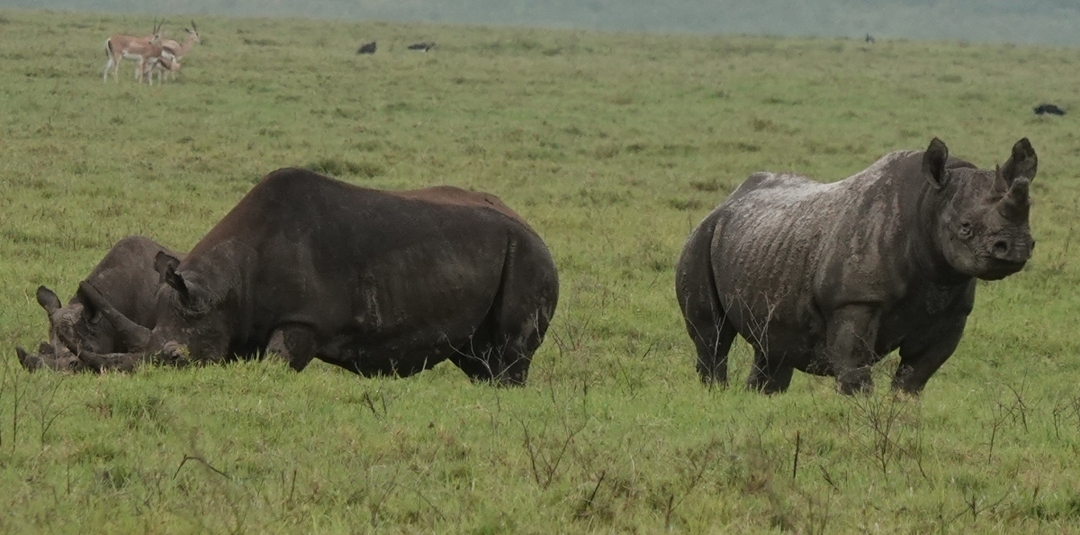 Wildebeest River Crossing Safari 6