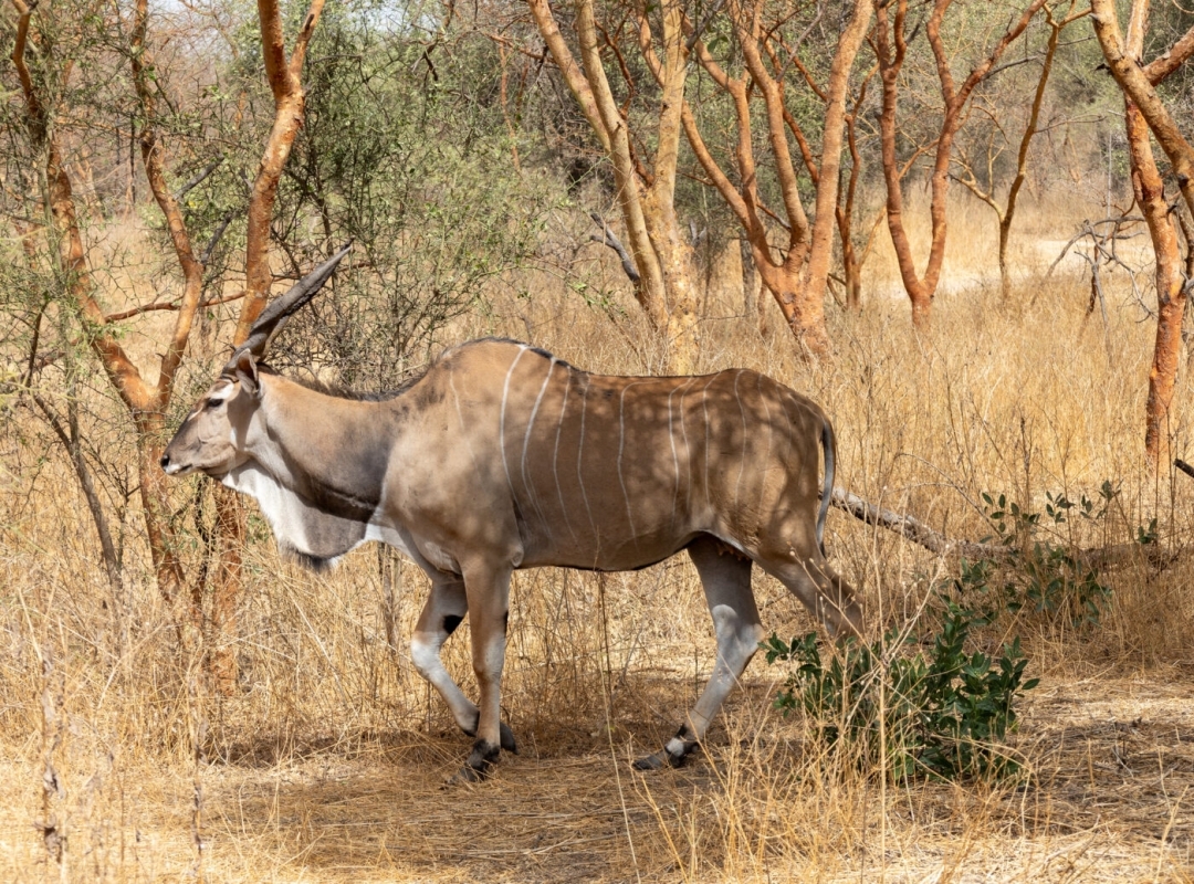 The Best of Senegal – 8 Days 7