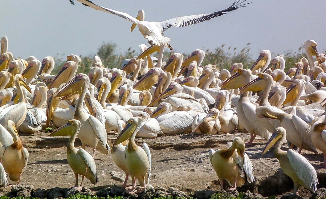 Explore Senegal & the Gambia – 10 Days 3