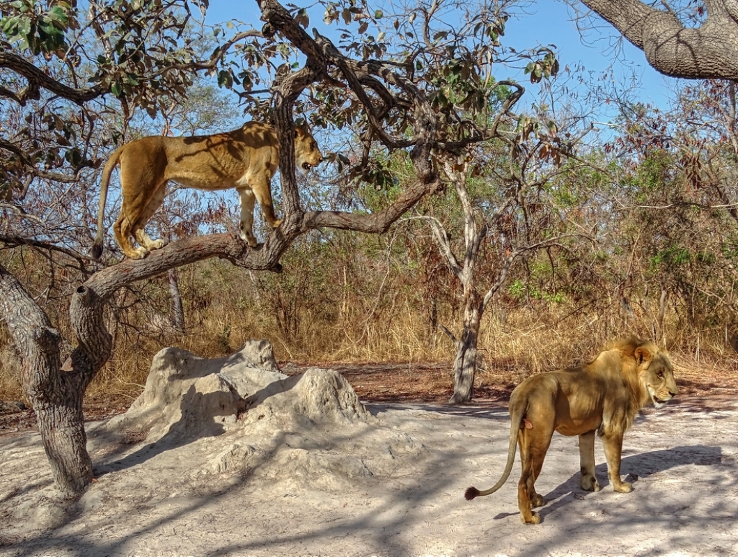 Explore Senegal & the Gambia – 10 Days 5