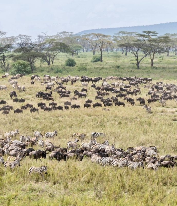 7 Days Northern Circuit Tanzania Safari 2
