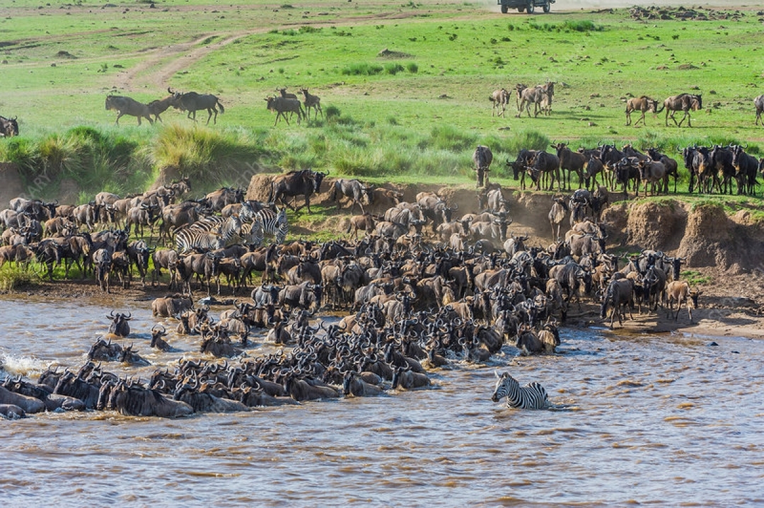 7 Days Great Wildebeest Migration Safari 5