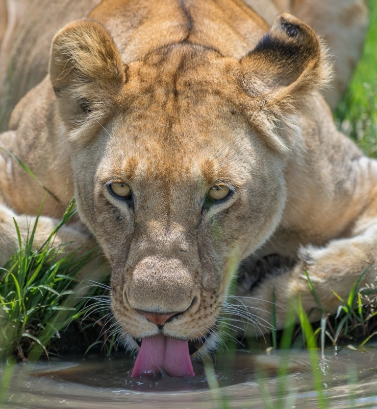7 Days Great Wildebeest Migration Safari 6