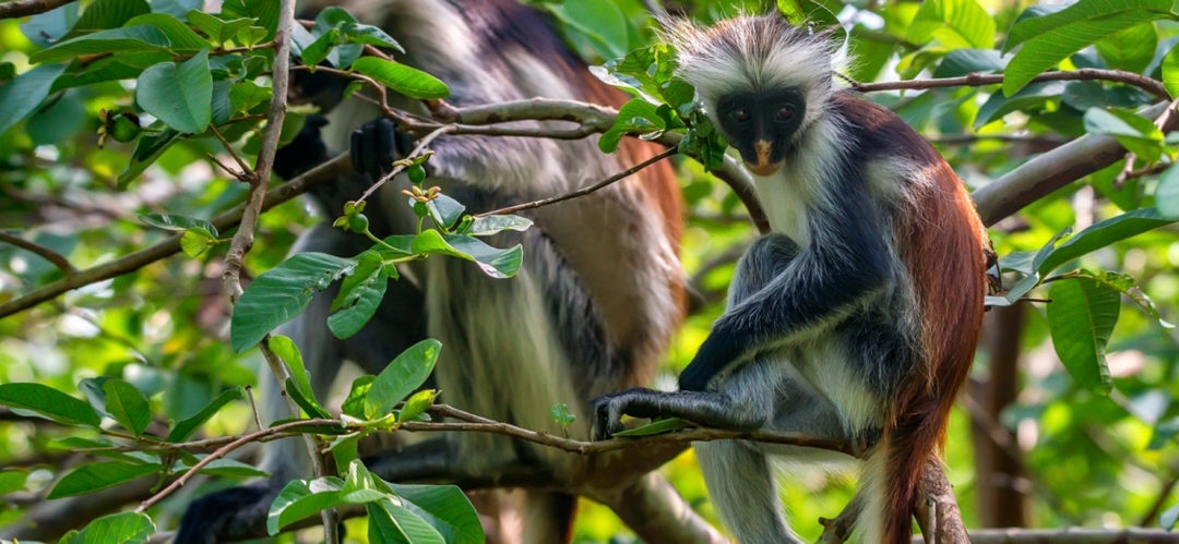 Zanzibar : Full-Day Private Experience 1