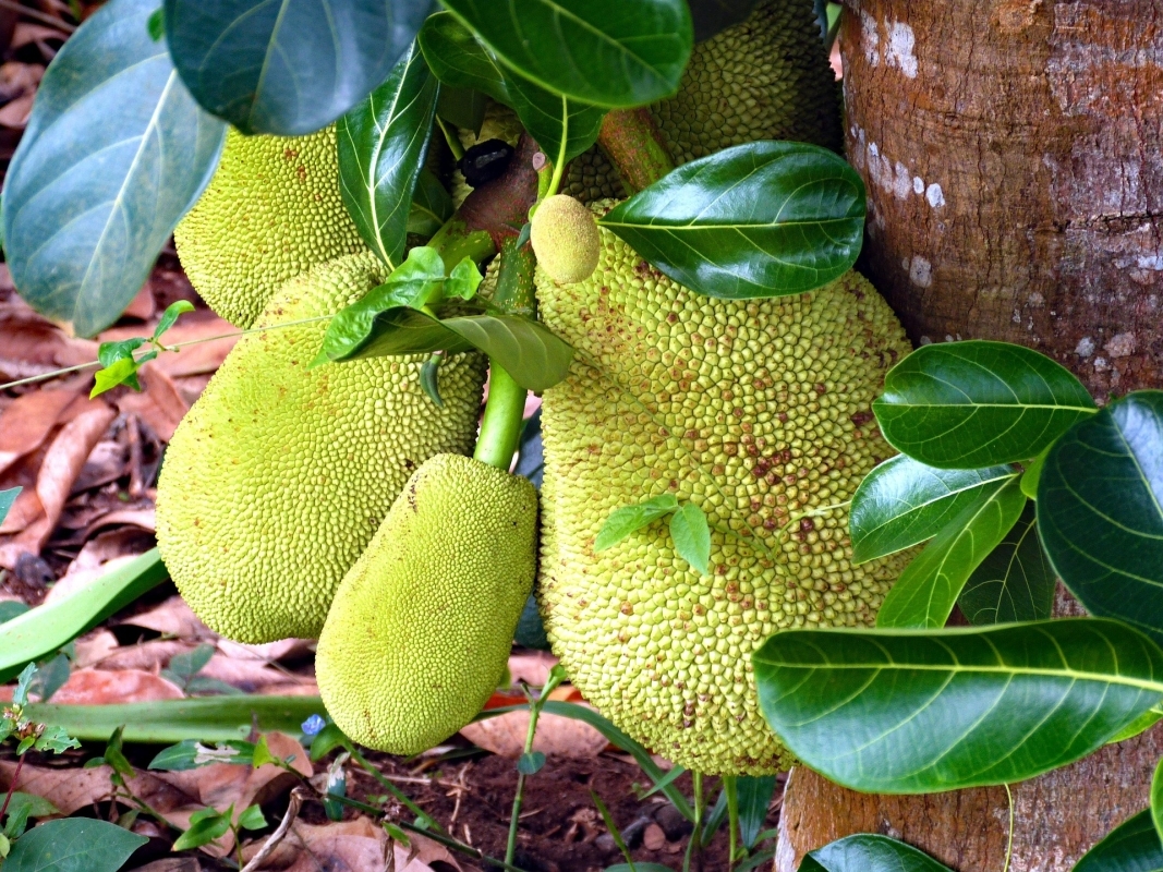 Zanzibar : Full-Day Private Experience 5