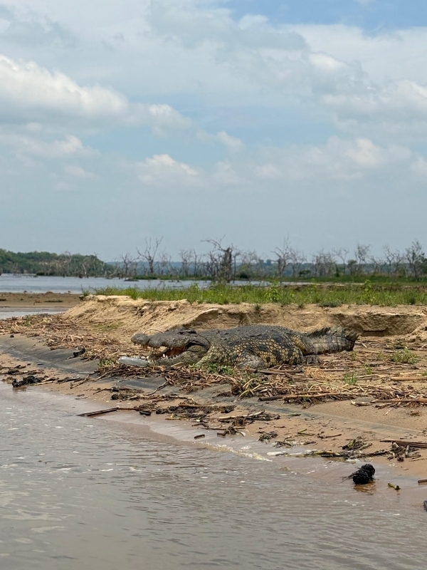 5 DAYS UGANDA’S WILDLIFE AND GORILLAS 4
