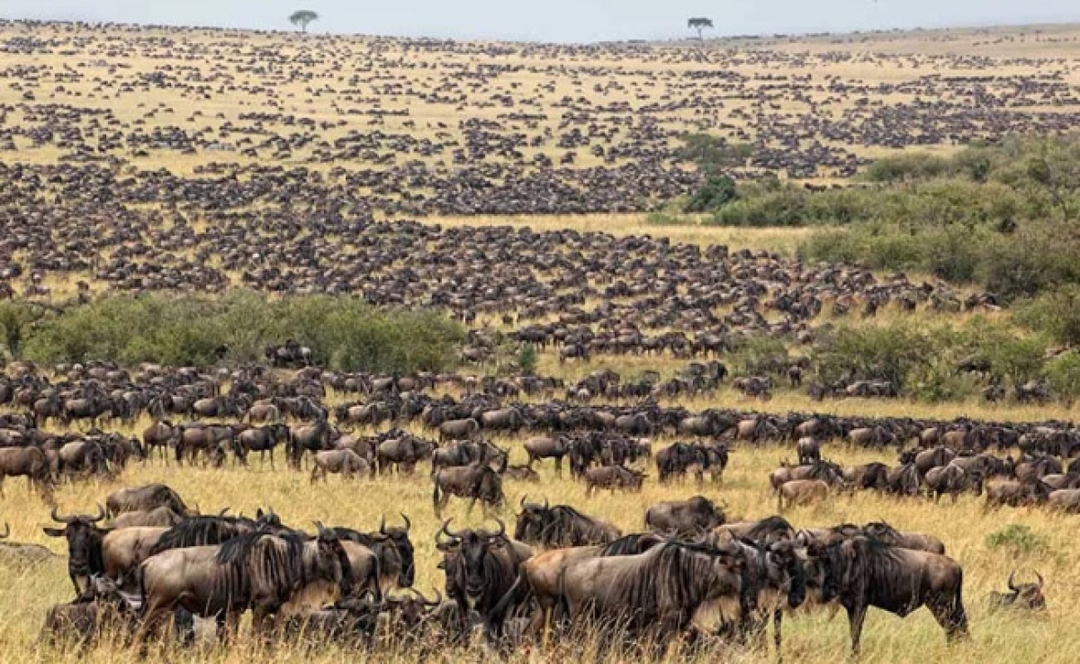 6-Day Small Group Safari, Only 4 Seats Left, Wild Escape 4