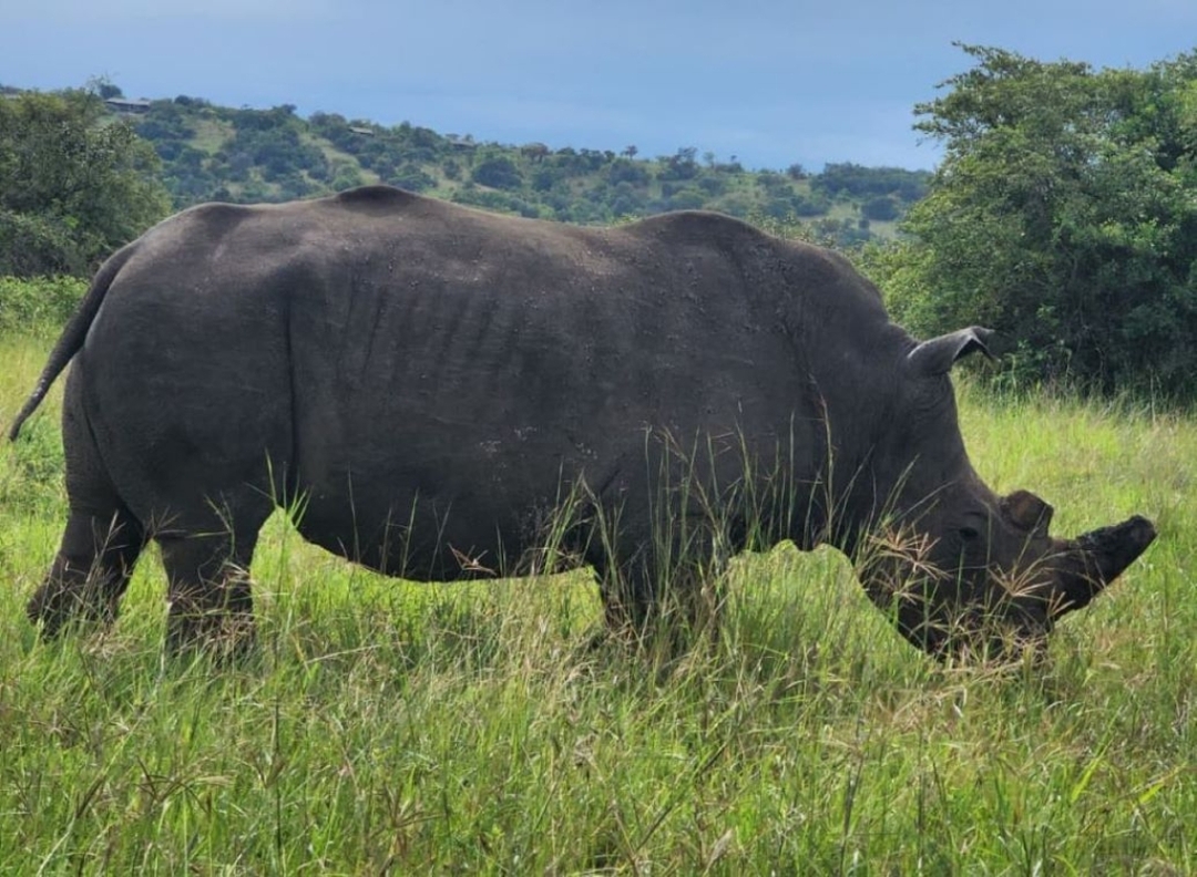 Akagera National Park Safari with Scenic Coffee Stop & Lake Ihema Boat Cruise 3