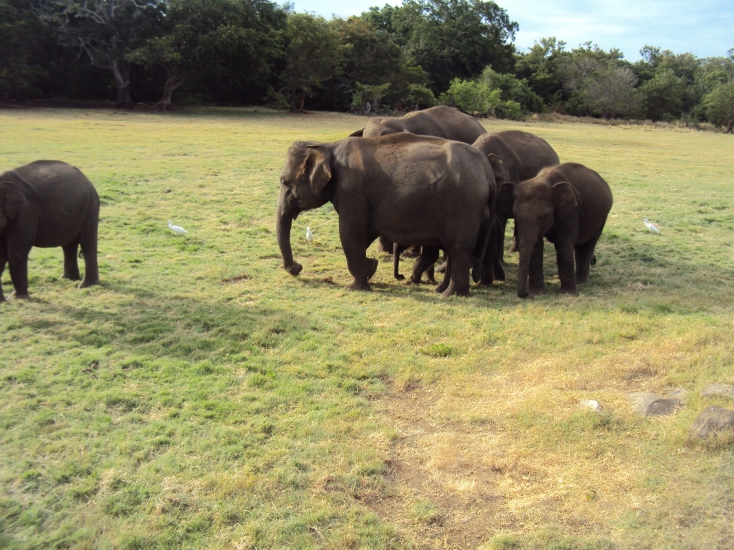Wildlife and Nature Tour-18Days 9