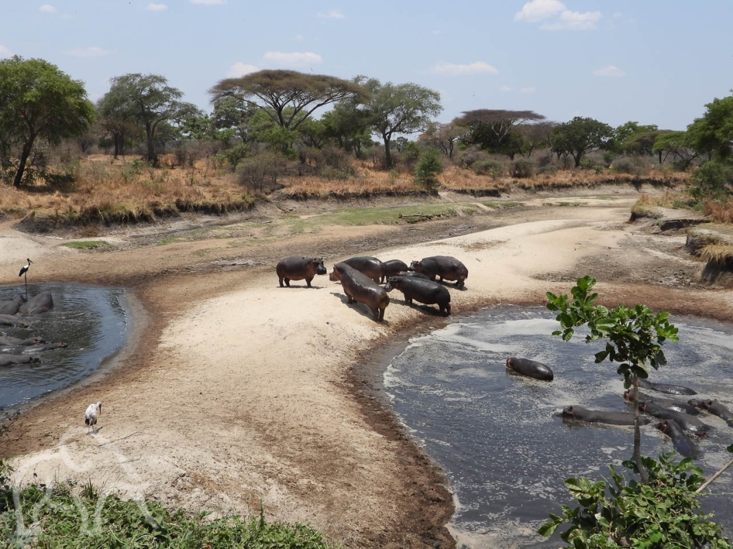 6-Day Exclusive Tanzanian Safari & Waterfall Experience 4