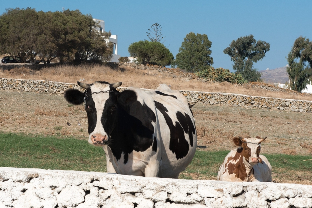 Mykonian Farm Entrance 8