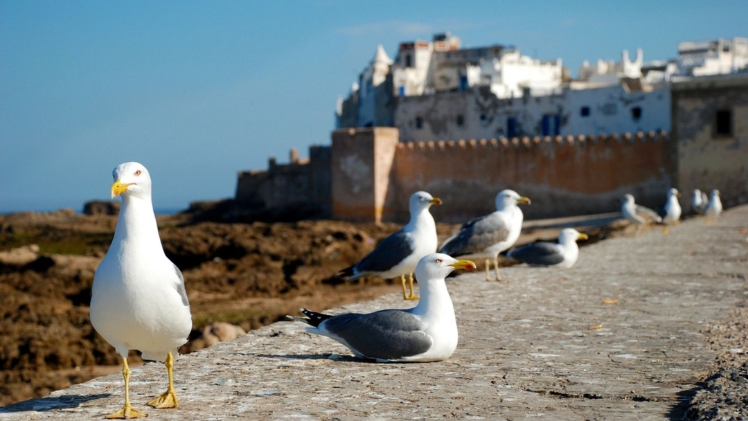 Day Trip to Essaouira from Marrakech 1