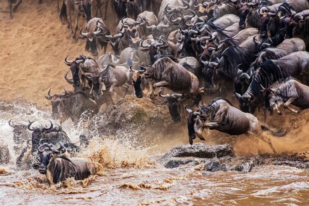7DaysSerengeti Wildebeests Migration Crossing 1