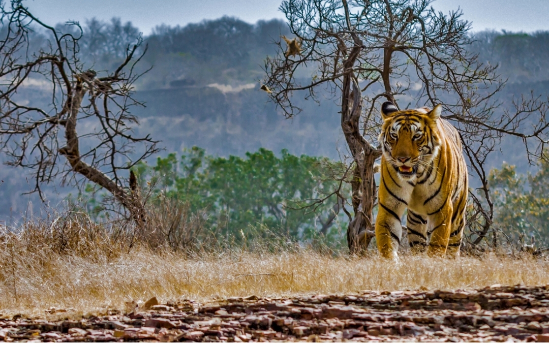 6 Day Delhi Agra Jaipur Tour with Ranthambore National Park 1